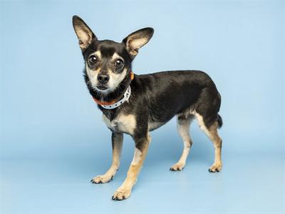 BINGO, Chihuahua, adult, available for adoption