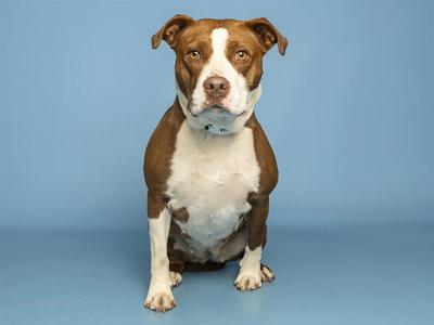 A brown and white dog sitting on a blue background.