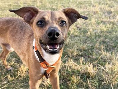 CAPONE, Chihuahua, adult, available for adoption