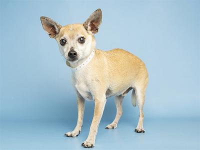 A small tan dog with large ears and a white collar standing against a blue background.