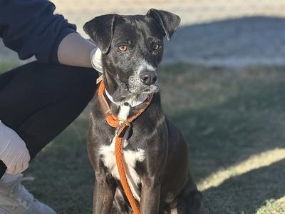 A black and white dog wearing an orange harness, sitting on grass with a person in the background.