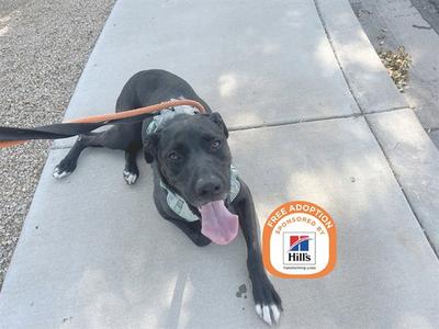BUDDY, Labrador Retriever / American Pit Bull Terrier, adult, available for adoption