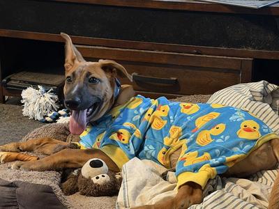 BENTLEY, Belgian Shepherd Malinois, puppy, available for adoption
