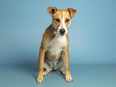CASSIE, American Pit Bull Terrier, young, available for adoption
