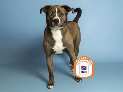 BUSTER, American Pit Bull Terrier, adult, available for adoption