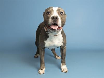 A brown and white dog standing on a blue background