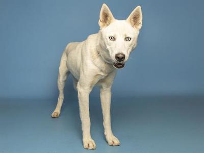 BANANA, Husky, adult, available for adoption