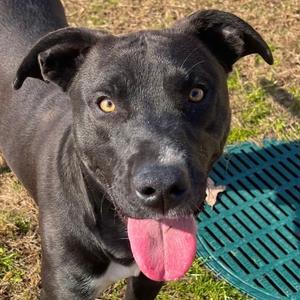 Salem, Mixed Breed (Medium), adult, available for adoption