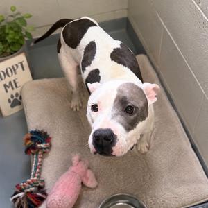 A black and white dog with a gray face standing on a mat, looking at the camera. There is a pink toy and a rope toy nearby, and a sign that says "ADOPT ME" in the background.