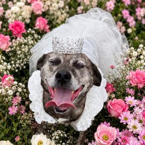 Jolene, Black Mouth Cur, senior, available for adoption