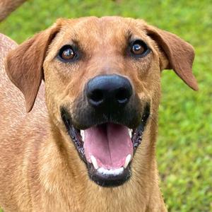Georgia, Black Mouth Cur, adult, available for adoption