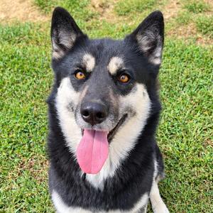 Eloise, Mixed Breed (Large), adult, available for adoption