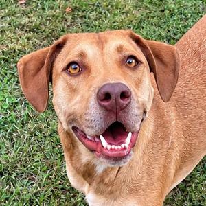 Fiona, Terrier, American Staffordshire, adult, available for adoption