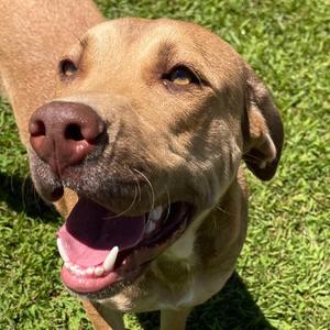Fiona, Terrier, American Staffordshire, adult, available for adoption