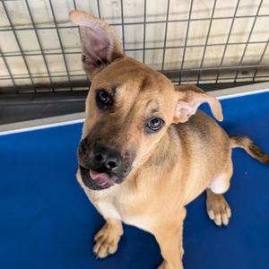 Jesper, Mixed Breed (Small), young, available for adoption