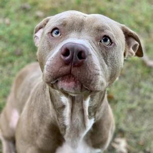 A close-up of a brown pit bull with a white chest, looking up with wide eyes.