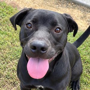 Lazer, Mixed Breed (Large), adult, available for adoption
