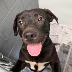 Lazer, Mixed Breed (Large), adult, available for adoption