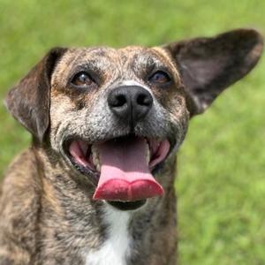 Rowan, Hound, Plott, adult, available for adoption