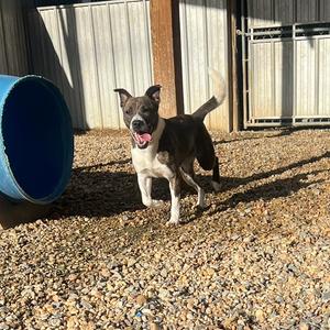 Moon Pie, Mixed Breed (Large), adult, available for adoption