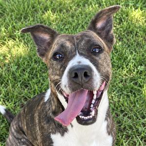 Moon Pie, Mixed Breed (Large), adult, available for adoption