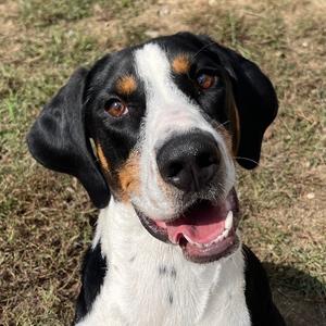 Copper, Mixed Breed (Large), adult, available for adoption