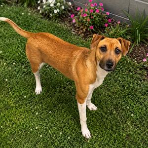 Sammy "The Squealer", Mixed Breed (Small), young, available for adoption