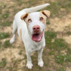 A light-colored dog with heterochromia stands outdoors, looking up with its mouth open, appearing happy.