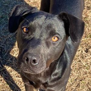 Ronald, Retriever, Black Labrador, adult, available for adoption