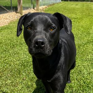 Ronald, Retriever, Black Labrador, adult, available for adoption