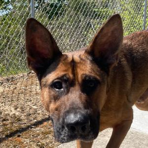 Cinnamon Bun, Shepherd, German, young, available for adoption
