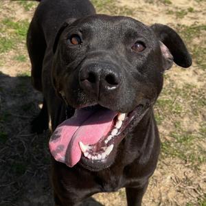 Nomad, Mixed Breed (Large), adult, available for adoption