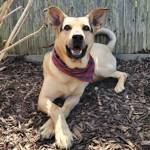 BB, Shepherd, senior, available for adoption