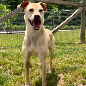 Teddy, Terrier, adult, available for adoption