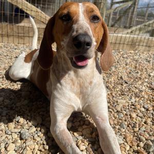 Cookie Crumble, Mixed Breed (Medium), adult, available for adoption