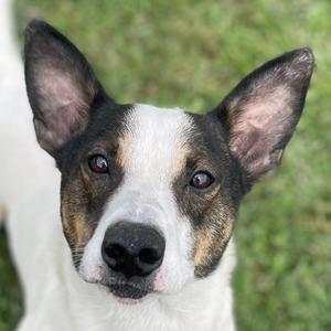 Logan, Mixed Breed (Small), adult, available for adoption