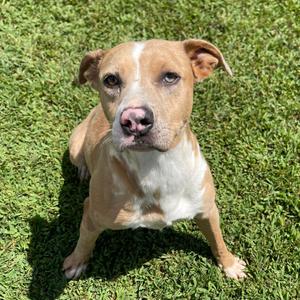 Espresso, Mixed Breed (Large), adult, available for adoption