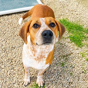 Betsy, Hound, adult, available for adoption