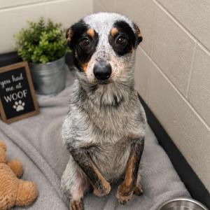 Bluey, American Blue Heeler, adult, available for adoption
