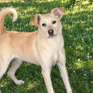 Nala, Mixed Breed (Medium), young, available for adoption