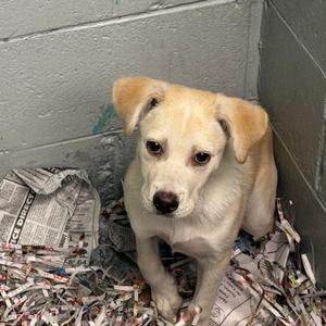 A light-colored puppy sitting in a corner surrounded by shredded paper.