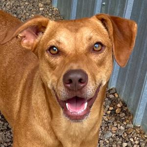 Duchess, Hound, adult, available for adoption