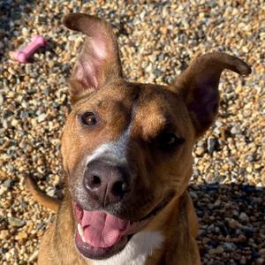 Kona, Mixed Breed (Large), adult, available for adoption