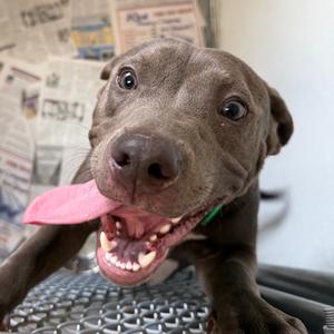 Pesto, Mixed Breed (Large), adult, available for adoption