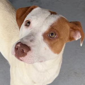 Lorax, Mixed Breed (Medium), adult, available for adoption