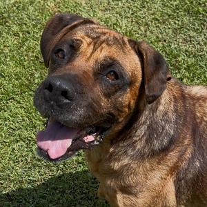 Gerdy, Mixed Breed (Large), senior, available for adoption
