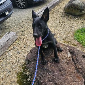 Rambo, Mixed Breed (Medium), young, available for adoption