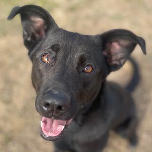Tator, Shepherd, German, adult, available for adoption