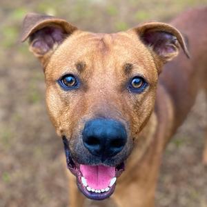 Chance, Black Mouth Cur, adult, available for adoption