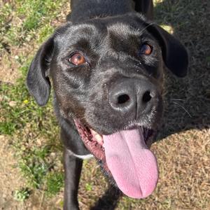 Topaz, Hound, adult, available for adoption